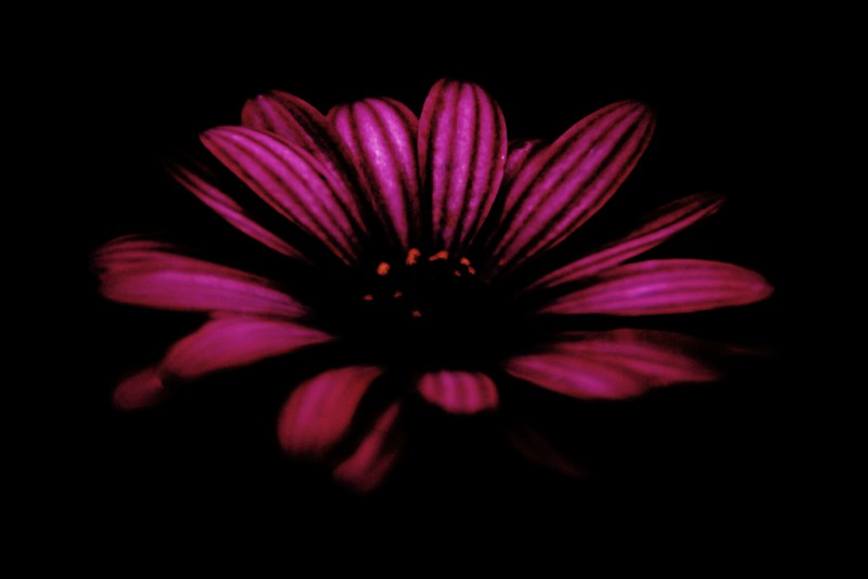 dark flower