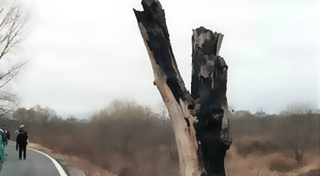 The Tree North Korea