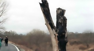 The Tree North Korea