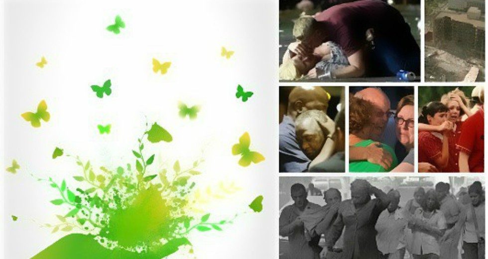 Where do the butterflies go