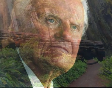 The Falling of a Giant Redwood Tree