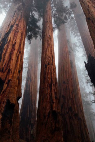 Giant Redwood Trees