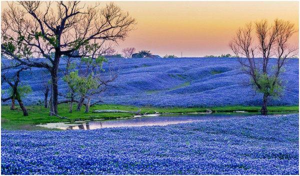 Texas Bluebonnet