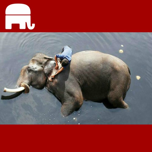 Elephant trophy hunting ban lifted